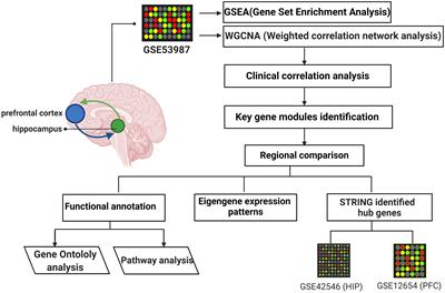 Integrating Clinical and Genomic Analyses of Hippocampal-Prefrontal Circuit Disorder in Depression